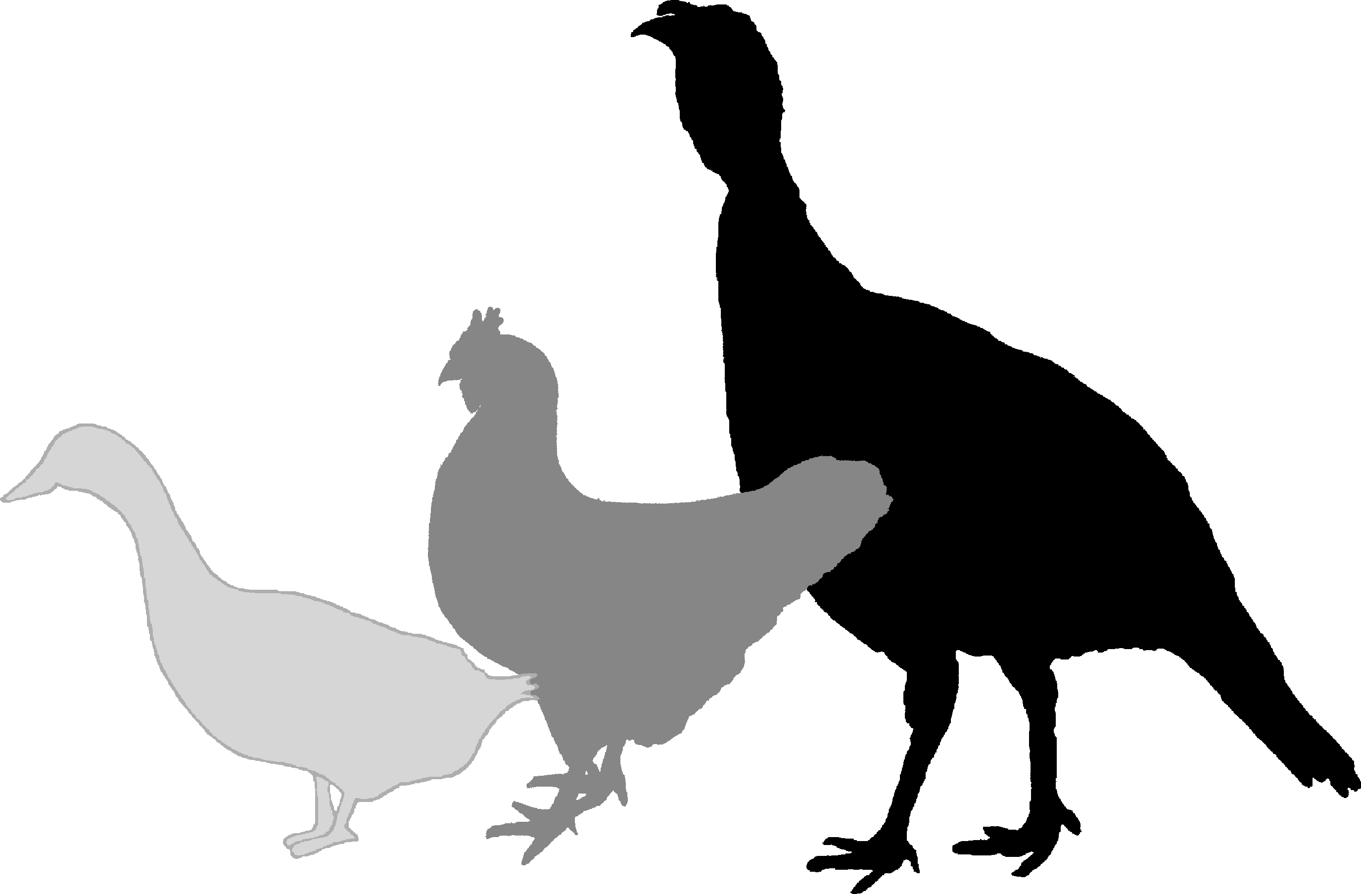Duck Chicken Turkey Logo